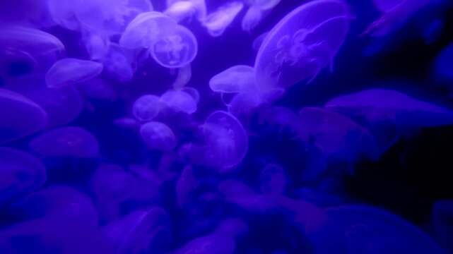 Jellyfish in neon light swimming floating in dark fish tank in blue purple color 2