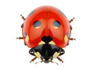 Fototapeta premium Isolated ladybug close-up, a vibrant red beetle with black spots, popular for its colorful wings
