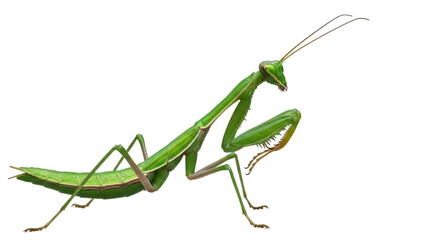 Isolated Green Mantis Praying bug with Antennae and Large Forelimbs against Neutral Backdrop