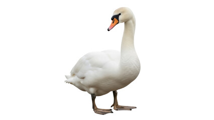 Isolated Mute Swan standing in a graceful pose, looking away in profile, majestic creature