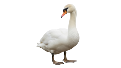 Isolated Mute Swan standing in a graceful pose, looking away in profile, majestic creature
