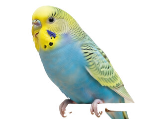 Isolated budgerigar perching gracefully on a branch, vibrant blue and yellow plumage detail