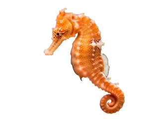Isolated orange seahorse, a marine creature with bony armor, a prehensile tail, and small fins © Solene