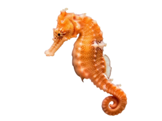Isolated orange seahorse, a marine creature with bony armor, a prehensile tail, and small fins
