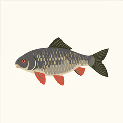 Carp, 2D flat vector illustration, simple and modern style, isolated on a plain white background.