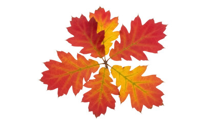 Isolated Oak Leaves Displaying Autumn Colors, Seasonal Grouping of Foliage, Thanksgiving