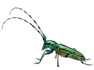 Fototapeta premium Isolated Musk beetle poses with its long antennae, Aromia moschata, a stunning insect species
