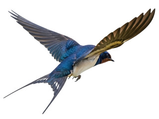 Fototapeta premium Isolated barn swallow in flight, spread wings, fast flying bird in the air, wildlife photo