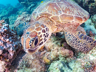 Obraz premium ゆったり泳ぐアオウミガメ, Green Turtle, Green Sea Turtle, Chelonia mydas, ウミガメ科, 美しいサンゴ礁と熱帯魚の群れ。 阿嘉ビーチ阿嘉島沖縄県 島尻郡慶良間諸島座間味島-2025 沖縄本島から40km西方の諸島。30以上の島嶼群全体が国立公園に指定。珊瑚礁の青い海と白い砂浜は世界屈指の美。貴重な動植物が多数生息。 