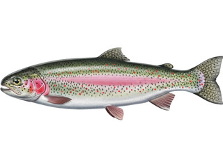 Isolated Rainbow Trout, colorful freshwater fish, swimming in the water, lateral side view