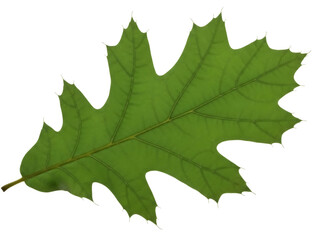 Isolated green northern red oak leaf in autumn showing pointed lobes and deep sinuses autumn leaf