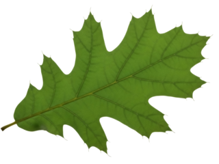 Isolated green northern red oak leaf in autumn showing pointed lobes and deep sinuses autumn leaf