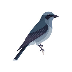 Obraz premium Cuckooshrike illustrated in a clean 2D flat vector style, minimal and modern, isolated on a white background.