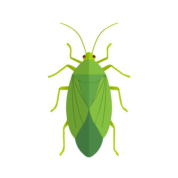 Flat 2D vector illustration of Aphid, simple icon style on a clean white background.