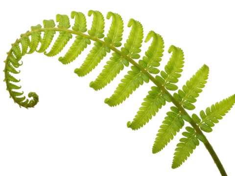 Isolated bright green fern frond with small delicate leaves and a curling tip, closeup