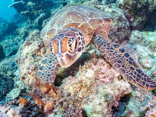 ゆったり泳ぐアオウミガメ, Green Turtle, Green Sea Turtle, Chelonia mydas, ウミガメ科,
美しいサンゴ礁と熱帯魚の群れ。
阿嘉ビーチ阿嘉島沖縄県
島尻郡慶良間諸島座間味島-2025
沖縄本島から40km西方の諸島。30以上の島嶼群全体が国立公園に指定。珊瑚礁の青い海と白い砂浜は世界屈指の美。貴重な動植物が多数生息。
