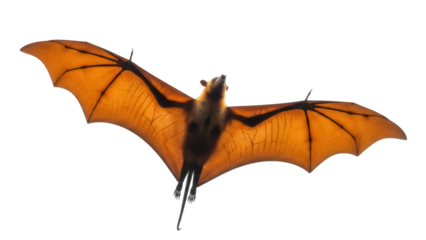 Isolated Straw-Colored Fruit Bat with Outstretched Wings against a Plain Backdrop mid-Flight