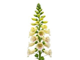Isolated Yellow Foxglove plant with flower spikes in summer garden, Digitalis grandiflora © Solene