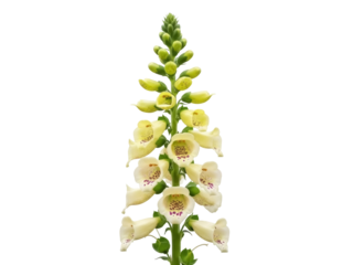 Isolated Yellow Foxglove plant with flower spikes in summer garden, Digitalis grandiflora
