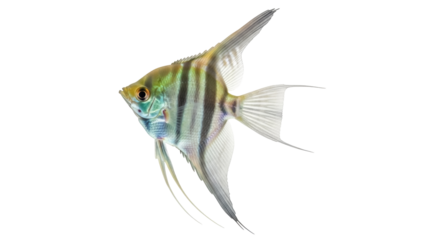 Isolated freshwater angelfish swims, its colors reflecting light, elegant fins flowing