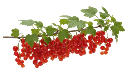 Isolated branch of red currant berries dangling ready to harvest for natural food source