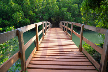 Obraz premium Bridge, mangroves at coast of India, rhizophora mangle red mangrove forest, coastal ecosystem, monsoon and rainforest vegetation, shallow water tree