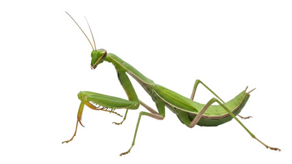 Isolated Green Praying Mantis Insect Bug Predator Creepy Crawly Pest on Plain, Simple Backdrop