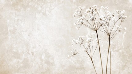 Delicate white wildflowers stand tall against a soft beige background in a serene nature setting