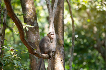 Rhesus macaque monkey, barbary ape climbing on a tree, wildlife, environment in Goa, India, jungle and rainforest animal