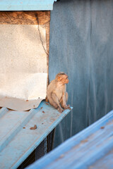 Rhesus macaque monkey, barbary ape baby on the roof, wildlife and urban environment in India, jungle and rainforest animal in the city