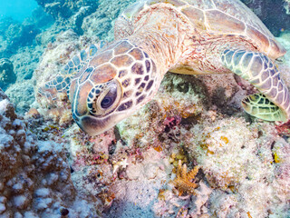 ゆったり泳ぐアオウミガメ, Green Turtle, Green Sea Turtle, Chelonia mydas, ウミガメ科,
美しいサンゴ礁と熱帯魚の群れ。
阿嘉ビーチ阿嘉島沖縄県
島尻郡慶良間諸島座間味島-2025
沖縄本島から40km西方の諸島。30以上の島嶼群全体が国立公園に指定。珊瑚礁の青い海と白い砂浜は世界屈指の美。貴重な動植物が多数生息。
