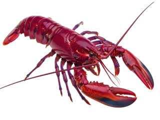Isolated lobster, seafood delicacy for culinary use, vibrant red crustacean, sea creature