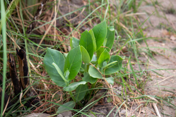 Young Milkweed Plant Growing from Dry Soil Showing Natural Resilience and New Life
