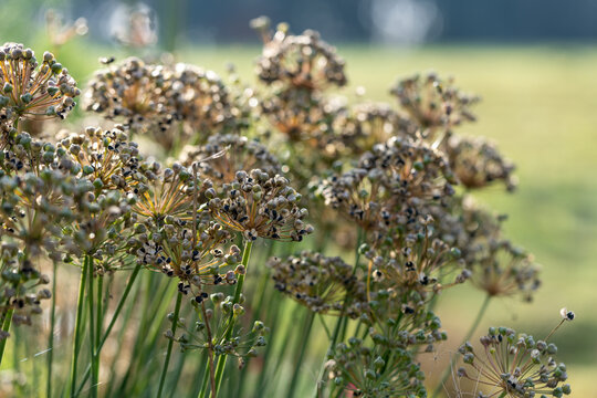 Allum leek bunch with ripe and green seeds during sunlight as decorative garden macro background 2