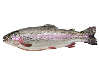 Isolated Rainbow Trout, a freshwater and saltwater fish, sporting a pink stripe on its side