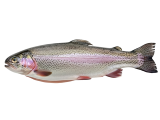 Isolated Rainbow Trout, a freshwater and saltwater fish, sporting a pink stripe on its side