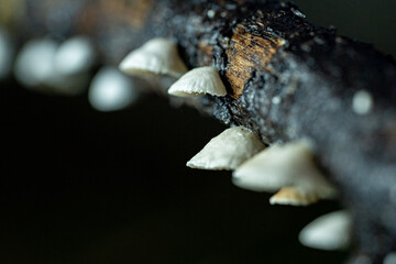 Clitopilus hobsonii white mushrooms growing on dead branch