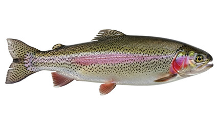 Isolated rainbow trout, popular game fish with its distinctive pink stripe and speckled body