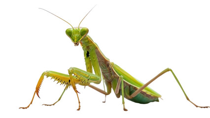 Isolated Praying Mantis green insect arthropod predatory bug, macro shot studio photography