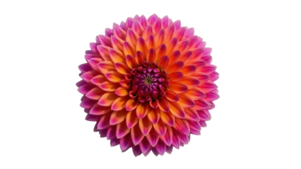 Isolated single Dahlia flower in bloom, orange pink bicolor flower, close-up detailed center