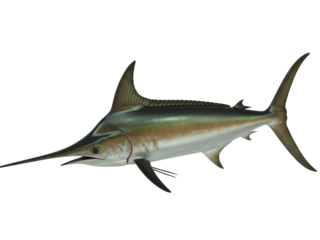 Isolated Atlantic blue marlin fish saltwater predator marine animal underwater wildlife fauna