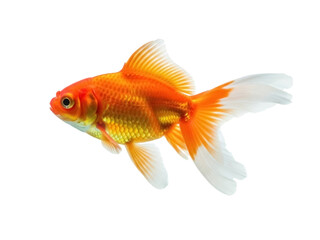 Isolated Goldfish swimming in the water, a popular domestic pet, an animal from nature