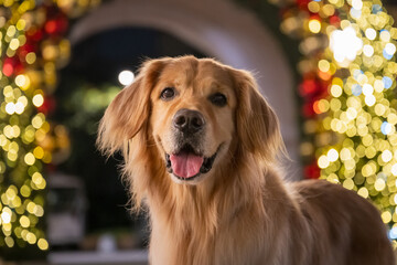 Close-up of a Golden Retriever's face