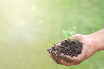 Person Holding Small Green Sprout in Hands for Environmental Protection and Sustainability Concept