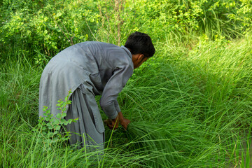 Man Working in Tall Green Grass Using Traditional Tools in a Peaceful Rural Environment