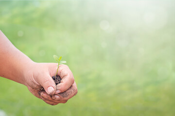Person Holding Small Green Sprout in Hands for Environmental Protection and Sustainability Concept