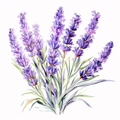 Fototapeta premium Watercolor painting featuring a bouquet of vibrant purple lavender flowers