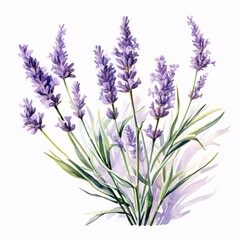 Naklejka premium Watercolor painting of a lavender bouquet with long green stems on white background