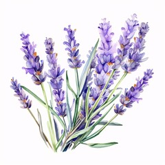 Fototapeta premium Watercolor illustration of fresh lavender flowers bouquet on a white background