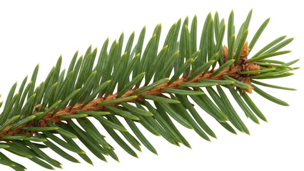 Isolated pine branch for evergreen festive decoration, natural fir sprig, seasonal foliage